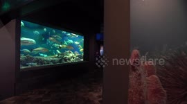 A 220-Pound Turtle Named Coretta is the 'Queen' of the South Carolina Aquarium's Great Ocean Tank