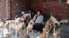 Meet the woman who cares for more than 500 stray dogs at her home in northern India