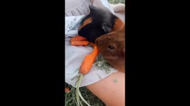 Our two pet guinea pigs eating carrots on my 4 year old daughters lap