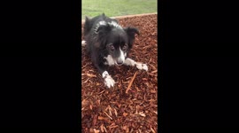 Happy Border collie dog playing intensely with a stick at the park and wagging her tail