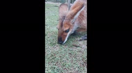 Up close with a cheeky Wallaby at the wildlife sanctury in Australia
