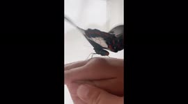 Our daughter holding our newly emerged pet swallow tail Butterfly