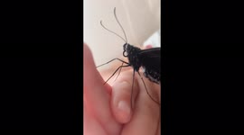 Our pet swallow tail butterfly resting on my daughters arm after recently emerging from its chrysalis