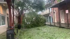 The tree fell down in a storm Ida near the car. New Orleans, Louisiana, USA