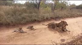 Adorable lion cubs relaxing with their mom at Jabulani Safari