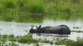 Floods force wildlife out of India's Kaziranga National Park and onto roads and higher ground