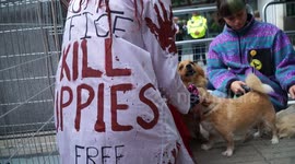 UK dogs lovers no meat the use of dogs in animal experiments - Free the MBR beagle