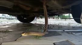 Indian rescuers get under car in marathon effort to save snake stuck in chassis