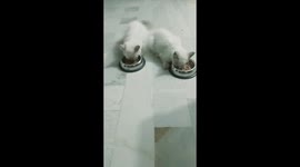 Mutual friendship of 2 cats, while eating politely