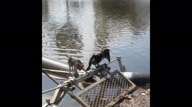 Quick dance with the tails baby .