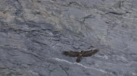 Incredible free-fall flight by rare bearded vulture in Swiss Alps