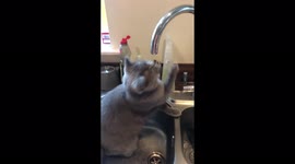 Cute British shorthair cat plays with water tap in kitchen sink