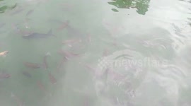 fish pond in the garden of mumbul sangeh bali