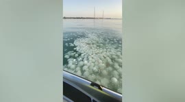 Spectacular scene shows thousands of jellyfish floating in Bahrain water
