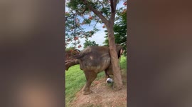 Cute footage shows elephant scratching back on tree