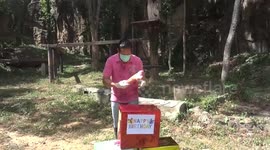 Tiger celebrates birthday with meat cake in zoo as Covid-19 decimates tourism in Thailand