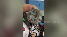 Adorable kitten with two faces born in Thailand