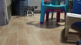 Clever mouse 'pretends to be mechanical toy' to avoid being eaten by cats