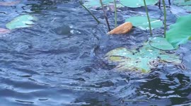 Giant fish in a park that specializes in eating bread in Vietnam