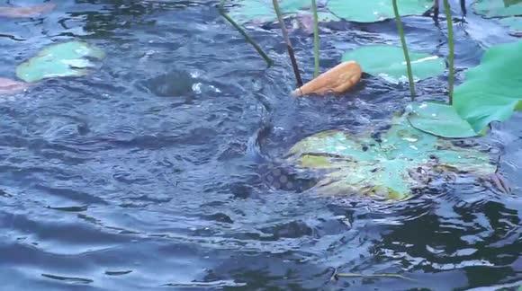 Giant fish in a park that specializes in eating bread in Vietnam