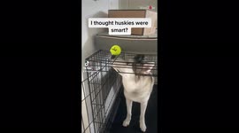 'Goofy Husky's Unsuccessful Yet Funny Attempt at Playing with a Tennis Ball'
