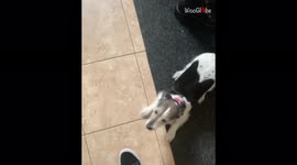 'Woman Gets a Hero's Welcome From Dog After Returning From a 10-Minute Trip to the Shop'