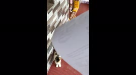 Hilarious moment owner tricks its pet cat to read a script written on paper correctly