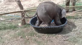 Baby elephant splashes in tiny pool with muddy water in Thailand