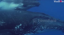 Diver captures close-up footage of humpback whale bonding with calf and it's beautiful