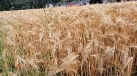 Огромное поле пшеницы, зарождение хлеба, пива. Очень красивые кадры природы