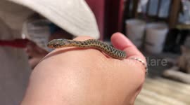 Rescued Garter Snake warming up by the touch of a helping human hand