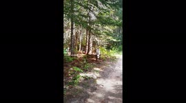 Dalmatian shocks dog walker as she trots out of forest covered in mud