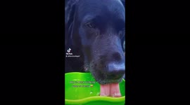 Black lab makes a mess when he drinks water