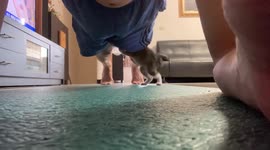 Needy cat disturbs owner during plank exercises