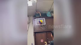 Pet cat plays basketball with boy in Taiwan