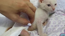 Meet the disabled cat who now gets around with the help of wheelchair made with wheels from a toy car