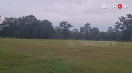 Furious woman swears at dog chasing her pet macaw around park in Australia