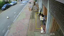 Goose continues to chase owner months after she was seen taking its eggs