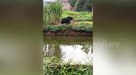 Runaway yak shot dead by police after injuring 1 person in southern China