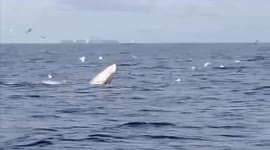 The whale emerge from the water playing with seagulls