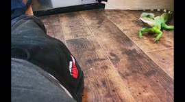 Chinese water dragon comes when I call his name