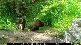 Mother bear watches from inside a pond in Idaho while her three cute cubs keep exploring