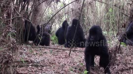 Photographer captures close-up footage of baby gorillas wrestling on jungle floor in Rwanda