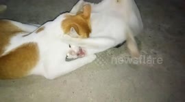 Cats Bite Each Other in Phone Shiny Light While Learning To Hunt