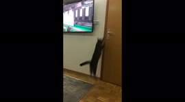 Cat jump