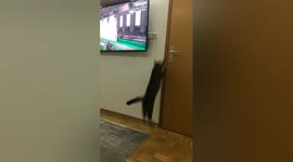 the cat jumps