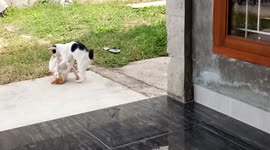 Funny cat Fighting