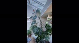 Plant owner pleases her monstera by placing aerial roots into water
