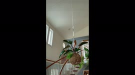 Woman in Washington Waters her Giant Kokedama Hanging Plant Installation
