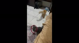 ‘Moon walking cats’ hate their cones of shame
